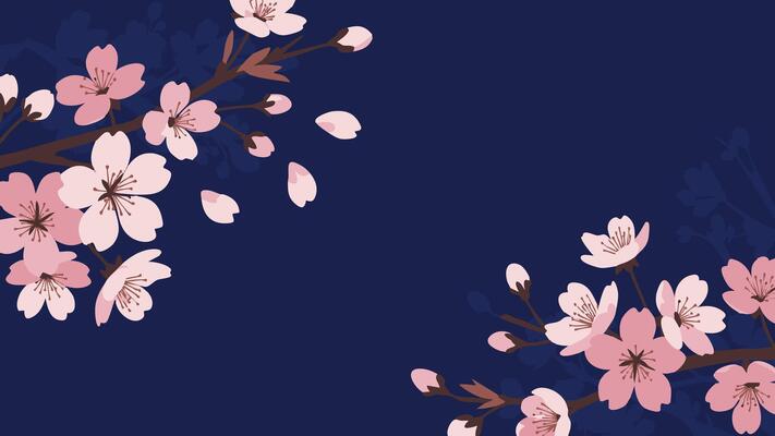 Delicate Cherry Blossom Branches Adorning a Deep Blue Background, Springtime.