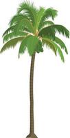 Cartoon Coconut Tree Illustration. Tropical Palm Clip Art for Animation, Island Backgrounds, and Kids Projects vector