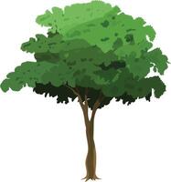 Cartoon Green Tree with Tall Thin Trunk and Dense Foliage for Animation Background, Nature Scene, Forest Game Environment, Village Illustration or Educational Explainer Design vector