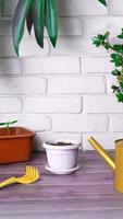 Stop motion Magic animation vertical. The girl planted a grain, a seed, watered it and it sprouted. Grown plant, flower, sprout. Gardening theme video