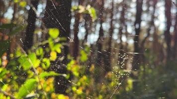 Spiderweb swaying in wind a forest with sunlight at background. Spider builds a cobweb at woodland. Beautiful nature scene on summer park at sunset. Concept of wildlife. Slow motion video