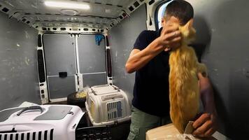 Male volunteer taking out cat of carton box and putting into carrier in truck. Rescue workers saving animals from frontline city in Ukraine. People evacuating homeless pets and taking to safe places video