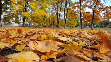 View on empt park covered with golden foliage at ground on sunny day. Yellow maple leaves lying on lawn at autumn parkland. Beautiful colorful fall season. Low view Slow motion video