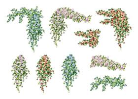 Colorful flower vines illustrations vector