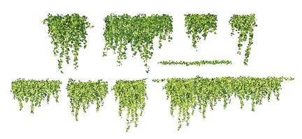 Hanging green plants for decoration vector