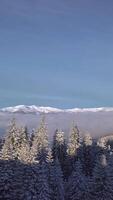An aerial perspective shows pristine snow-covered trees, with majestic mountains in the distance under a clear blue sky, creating a serene winter landscape. Vertical footage video