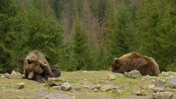 Bears rest in the wild. Life in Forest, Dangerous Animals. Wild Free Life Hight in the Mountains video
