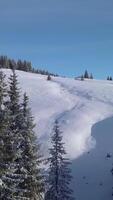 Aerial view captures pristine snow-covered slopes surrounded by tall evergreen trees under a clear blue sky. The serene landscape invites exploration and winter activities. Vertical footage video