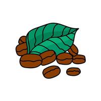 coffee bean and leaves hand drawn color vector