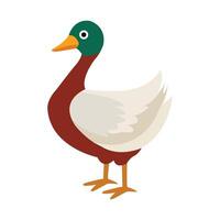 Happy Male Duck Floating Alone on White Background vector