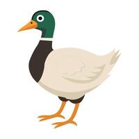 Smiling Duck with Fluffy Feathers on White Background vector
