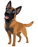 Playful and Loyal Belgian Malinois Dog with Happy Expression and Intelligent Eyes Ideal for Pet Lovers and Canine Enthusiasts in Stock Photography png