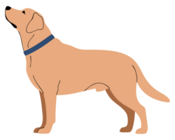 Joyful Golden Retriever Standing Proudly with Blue Collar Capturing the Essence of Canine Loyalty and Happiness in a Playful Moment png