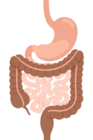 Detailed Illustration of the Human Digestive System Highlighting the Stomach and Intestines for Educational Purposes in Health and Biology png