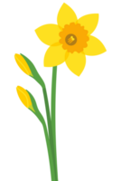 Bright and Vibrant Yellow Daffodil Flower in Full Bloom Capturing the Essence of Nature's Beauty in a Colorful Garden Setting png