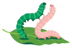Two Colorful Caterpillars Crawling on a Bright Green Leaf, Showcasing Nature's Vibrant Insects in Their Natural Habitat png