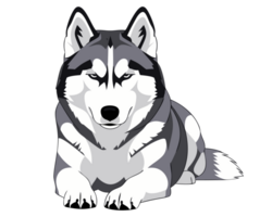 Majestic Siberian Husky Illustration with Bold Features and Playful Expression, Perfect for Pet Lovers and Canine Art Enthusiasts png