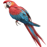 Colorful parrot with vibrant feathers perched gracefully looking to the side with a curious expression png