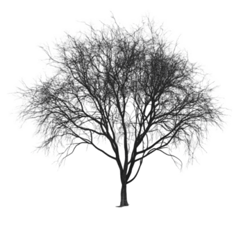 bar träd med invecklad grenar silhouetted mot en mjuk bakgrund skapande en känsla av vinterns stillhet png