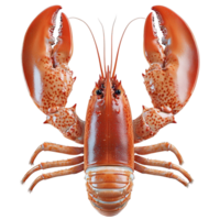 Crawfish or lobster on white background display closeup view png