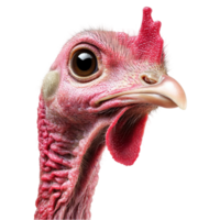 Turkey head on white background display view png