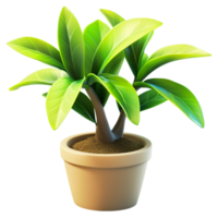 Small green plant in a pot on white background display png