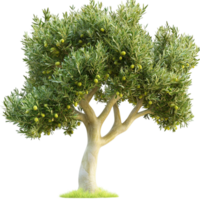 Green tree with a full canopy on grassy field png
