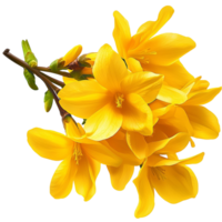 Bright yellow flowers clustered on a branch with green leaves png