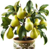 Abundant fruit harvest pear tree in decorative pot png