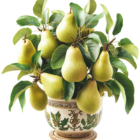 Pear tree in decorative pot with plentiful fruit harvest png
