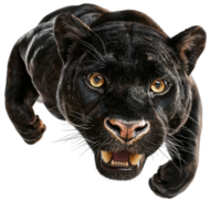 Sleek black panther stalking wild feline predator png