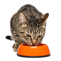 A tabby cat eating from an orange bowl isolated on transparent background png