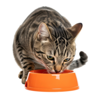 A tabby cat eating from an orange bowl on transparent background png