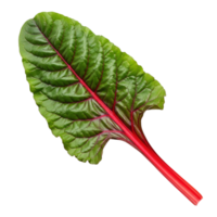 Vibrant green swiss chard leaf with deep red stem isolated on transparent background png