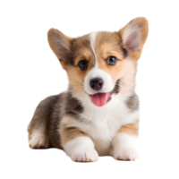 Adorable pembroke welsh corgi puppy with tongue out sitting and looking at the camera isolated on transparent background png