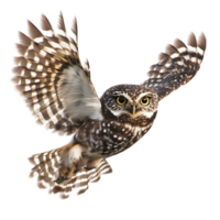 Little owl in flight with wings spread wide and focused gaze isolated on transparent background png