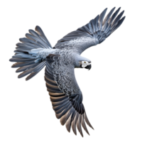 African grey parrot in mid flight with wings spread wide isolated on transparent background png