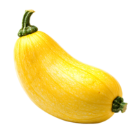 Single yellow zucchini squash with green stem and blossom end isolated on transparent background png