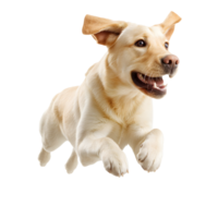 Joyful yellow labrador retriever dog running fast with ears flapping isolated on transparent background png