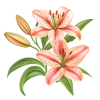 Two beautiful peach colored lilies with green leaves and buds isolated on transparent background png