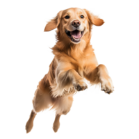 Joyful golden retriever dog leaping mid air with its mouth open and tongue out isolated on transparent background png