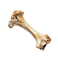 A single weathered animal bone with porous ends and a central fracture isolated on transparent background png