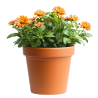 Vibrant orange daisy flowers in a terracotta pot isolated on transparent background png