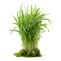 A vibrant clump of fresh green grass growing from a bed of lush moss isolated on transparent background png