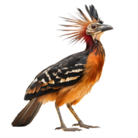 Hoatzin bird with striking orange and black plumage and crest isolated on transparent background png