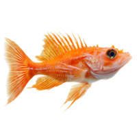 Bright orange rockfish with spiny dorsal fin and large eye isolated on transparent background png