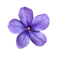 Close up of a single delicate purple flower with five petals isolated on transparent background png
