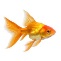 A beautiful orange goldfish with flowing fins swimming gracefully isolated on transparent background png