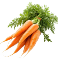 Freshly harvested bunch of organic carrots with green tops isolated on transparent background png