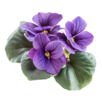 Beautiful cluster of vibrant purple african violet flowers with green leaves isolated on transparent background png
